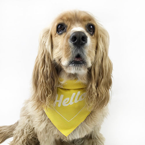 Milltown Brand - Multilingual 'Hello!' Dog Bandana - Yellow - ShopFawU